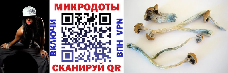 mega зеркало  нарко площадка клад  Псилоцибиновые грибы Psilocybe  Карачаевск 